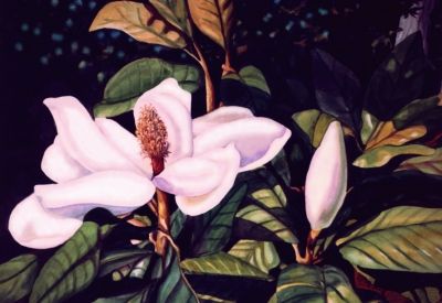 Magnolia Magnificent